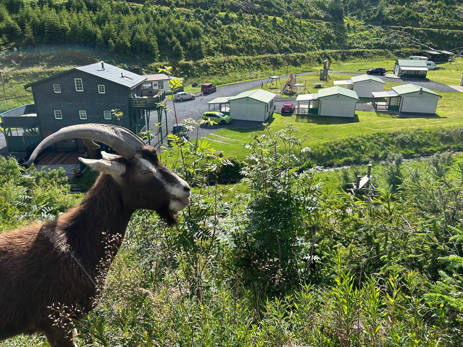 Ziege im Vordergrund, dahinter das Haupthaus und die Bungalows des Feriendorfs